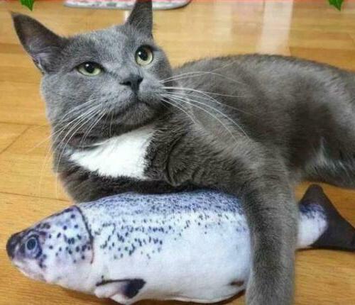 jouet pour chat avec herbe a chat