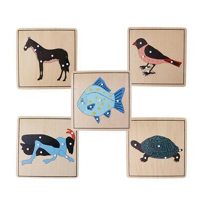 montessori 5 casse tete squelette d animaux
